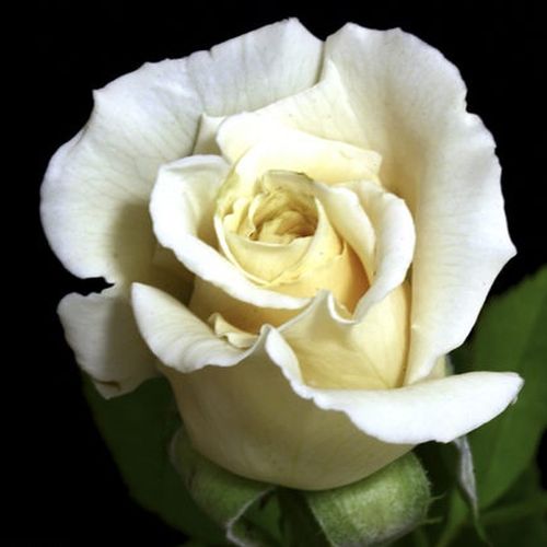 Rosa Champagner ® - alb - Trandafir copac cu trunchi înalt - cu flori în buchet - coroană tufiș